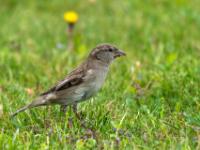 Haussperling Weibchen